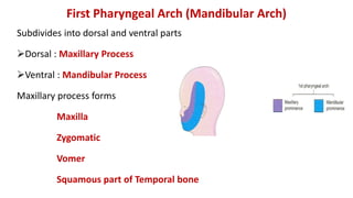 First Pharyngeal Arch (Mandibular Arch)
Subdivides into dorsal and ventral parts
Dorsal : Maxillary Process
Ventral : Mandibular Process
Maxillary process forms
Maxilla
Zygomatic
Vomer
Squamous part of Temporal bone
 