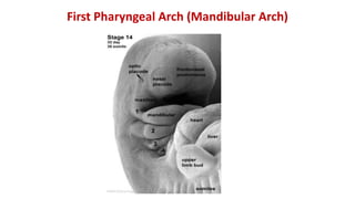 First Pharyngeal Arch (Mandibular Arch)
 