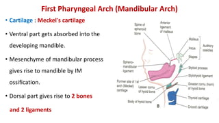 • Cartilage : Meckel's cartilage
• Ventral part gets absorbed into the
developing mandible.
• Mesenchyme of mandibular process
gives rise to mandible by IM
ossification.
• Dorsal part gives rise to 2 bones
and 2 ligaments
First Pharyngeal Arch (Mandibular Arch)
 