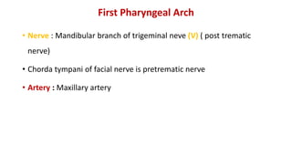 First Pharyngeal Arch
• Nerve : Mandibular branch of trigeminal neve (V) ( post trematic
nerve)
• Chorda tympani of facial nerve is pretrematic nerve
• Artery : Maxillary artery
 