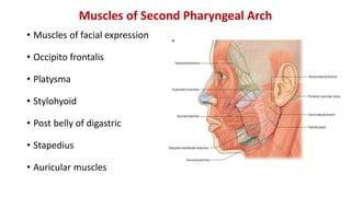Muscles of Second Pharyngeal Arch
• Muscles of facial expression
• Occipito frontalis
• Platysma
• Stylohyoid
• Post belly of digastric
• Stapedius
• Auricular muscles
 