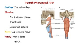 Fourth Pharyngeal Arch
Cartilage: Thyroid cartilage
Muscles :
Constrictors of pharynx
Cricothyroid
Levator veli palatini
Nerve: Sup laryngeal nerve
Artery : Arch of aorta
Rt SCA
 
