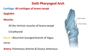 Sixth Pharyngeal Arch
Cartilage: All cartilages of larynx except
Epiglottis
Muscles:
All the intrinsic muscles of larynx except
Cricothyroid
Nerve : Recurrent laryngeal branch of Vagus
nerve
Artery: Pulmonary Arteries & Ductus Arteriosus
 