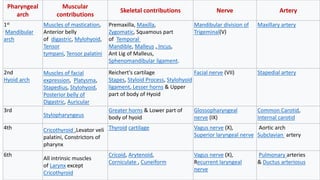 Pharyngeal
arch
Muscular
contributions
Skeletal contributions Nerve Artery
1st
Mandibular
arch
Muscles of mastication,
Anterior belly
of digastric, Mylohyoid,
Tensor
tympani, Tensor palatini
Premaxilla, Maxilla,
Zygomatic, Squamous part
of Temporal
Mandible, Malleus , Incus,
Ant Lig of Malleus,
Sphenomandibular ligament.
Mandibular division of
Trigeminal(V)
Maxillary artery
2nd
Hyoid arch
Muscles of facial
expression, Platysma,
Stapedius, Stylohyoid,
Posterior belly of
Digastric, Auricular
Reichert's cartilage
Stapes, Styloid Process, Stylohyoid
ligament, Lesser horns & Upper
part of body of Hyoid
Facial nerve (VII) Stapedial artery
3rd
Stylopharyngeus
Greater horns & Lower part of
body of hyoid
Glossopharyngeal
nerve (IX)
Common Carotid,
Internal carotid
4th Cricothyroid ,Levator veli
palatini, Constrictors of
pharynx
Thyroid cartilage Vagus nerve (X),
Superior laryngeal nerve
Aortic arch
Subclavian artery
6th
All intrinsic muscles
of Larynx except
Cricothyroid
Cricoid, Arytenoid,
Corniculate , Cuneiform
Vagus nerve (X),
Recurrent laryngeal
nerve
Pulmonary arteries
& Ductus arteriosus
 