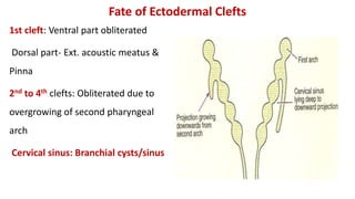 Fate of Ectodermal Clefts
1st cleft: Ventral part obliterated
Dorsal part- Ext. acoustic meatus &
Pinna
2nd to 4th clefts: Obliterated due to
overgrowing of second pharyngeal
arch
Cervical sinus: Branchial cysts/sinus
 