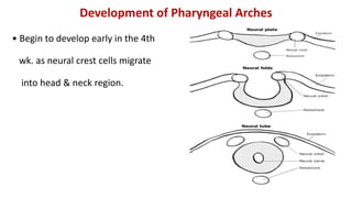 Development of Pharyngeal Arches
• Begin to develop early in the 4th
wk. as neural crest cells migrate
into head & neck region.
 