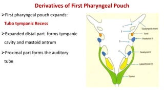Derivatives of First Pharyngeal Pouch
First pharyngeal pouch expands:
Tubo tympanic Recess
Expanded distal part forms tympanic
cavity and mastoid antrum
Proximal part forms the auditory
tube
 