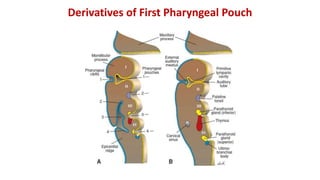Pharyngeal pouchesDerivatives of First Pharyngeal Pouch
 