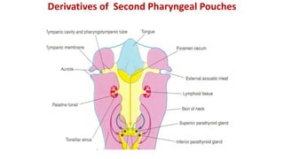 Derivatives of Second Pharyngeal Pouches
 