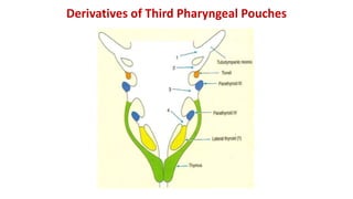 Derivatives of Third Pharyngeal Pouches
 