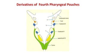 Derivatives of Fourth Pharyngeal Pouches
 