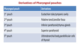 Pharyngealpouch Derivatives
1st pouch Eustachiantube,tympaniccavity
2nd pouch Palatinetonsil,tonsillarfossa
3rd pouch Inferiorparathyroid,thymusglands
4th pouch Superiorparathyroid
5th pouch Ultimobranchialbody,parafollicular cells
ofthyroid
Derivatives of Pharyngeal pouches
 