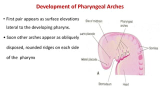 • First pair appears as surface elevations
lateral to the developing pharynx.
• Soon other arches appear as obliquely
disposed, rounded ridges on each side
of the pharynx
Development of Pharyngeal Arches
Le
N
 