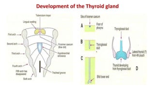 Development of the Thyroid gland
 
