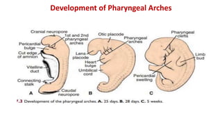 Development of Pharyngeal Arches
 