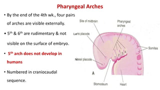 Pharyngeal Arches
• By the end of the 4th wk., four pairs
of arches are visible externally.
• 5th & 6th are rudimentary & not
visible on the surface of embryo.
• 5th arch does not develop in
humans
• Numbered in craniocaudal
sequence.
Le
N
 