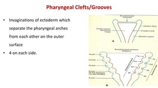 • Invaginations of ectoderm which
separate the pharyngeal arches
from each other on the outer
surface
• 4 on each side.
Pharyngeal Clefts/Grooves
 