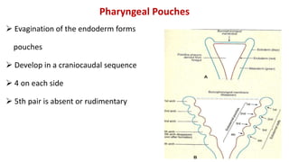 Pharyngeal Pouches
 Evagination of the endoderm forms
pouches
 Develop in a craniocaudal sequence
 4 on each side
 5th pair is absent or rudimentary
 