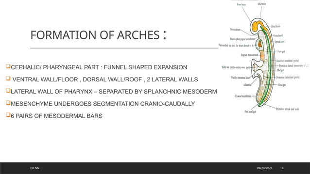 Development of Pharyngeal arches and derivatives.pptx | Ear, Nose and ...