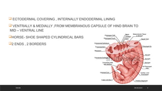Development of Pharyngeal arches and derivatives.pptx