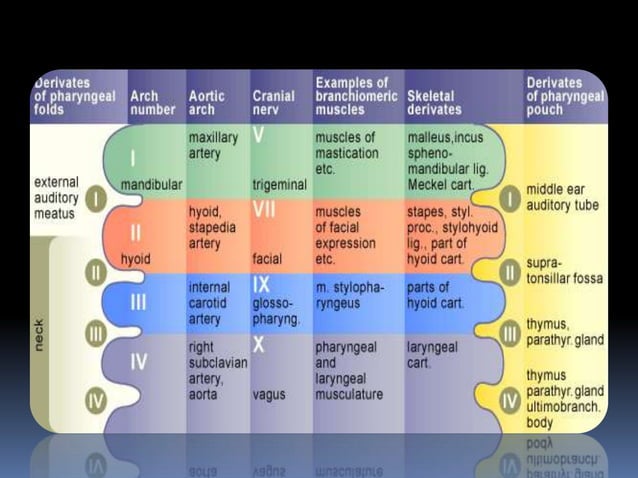 Pharyngeal arches 1 | PPTX | Biological Sciences | Science