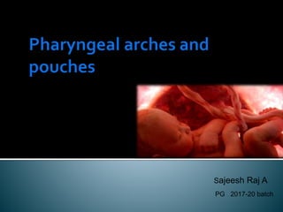 Pharyngeal arches and pouches | PPTX