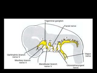 Pharyngeal arches and pouches | PPTX