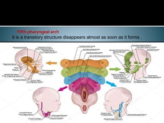 Pharyngeal arches and pouches | PPTX