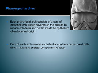 Pharyngeal arches and pouches | PPTX