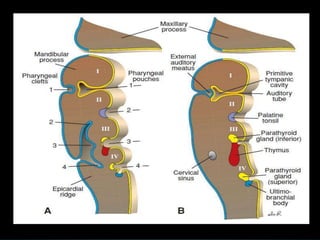 Pharyngeal arches and pouches | PPTX