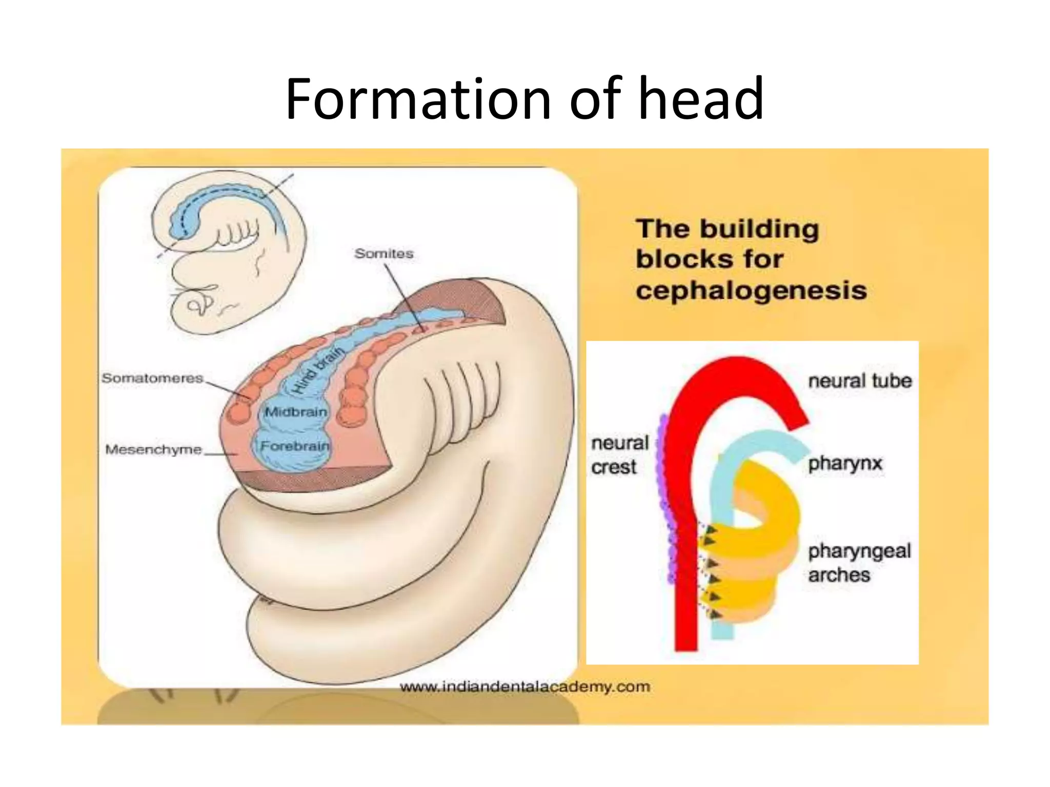 Pharyngeal arches and pouches | PPTX