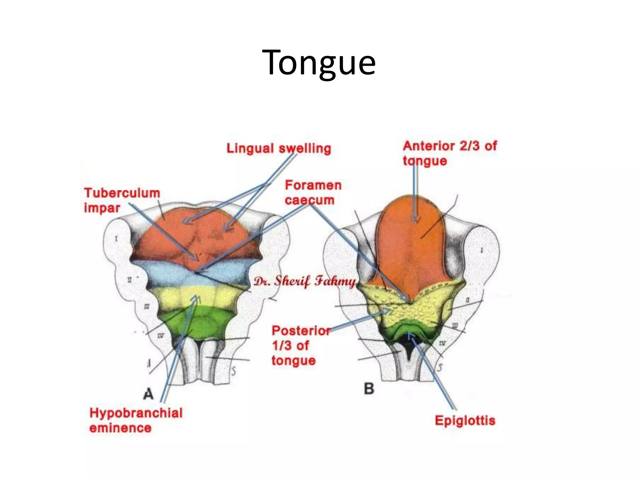 Pharyngeal arches and pouches | PPTX