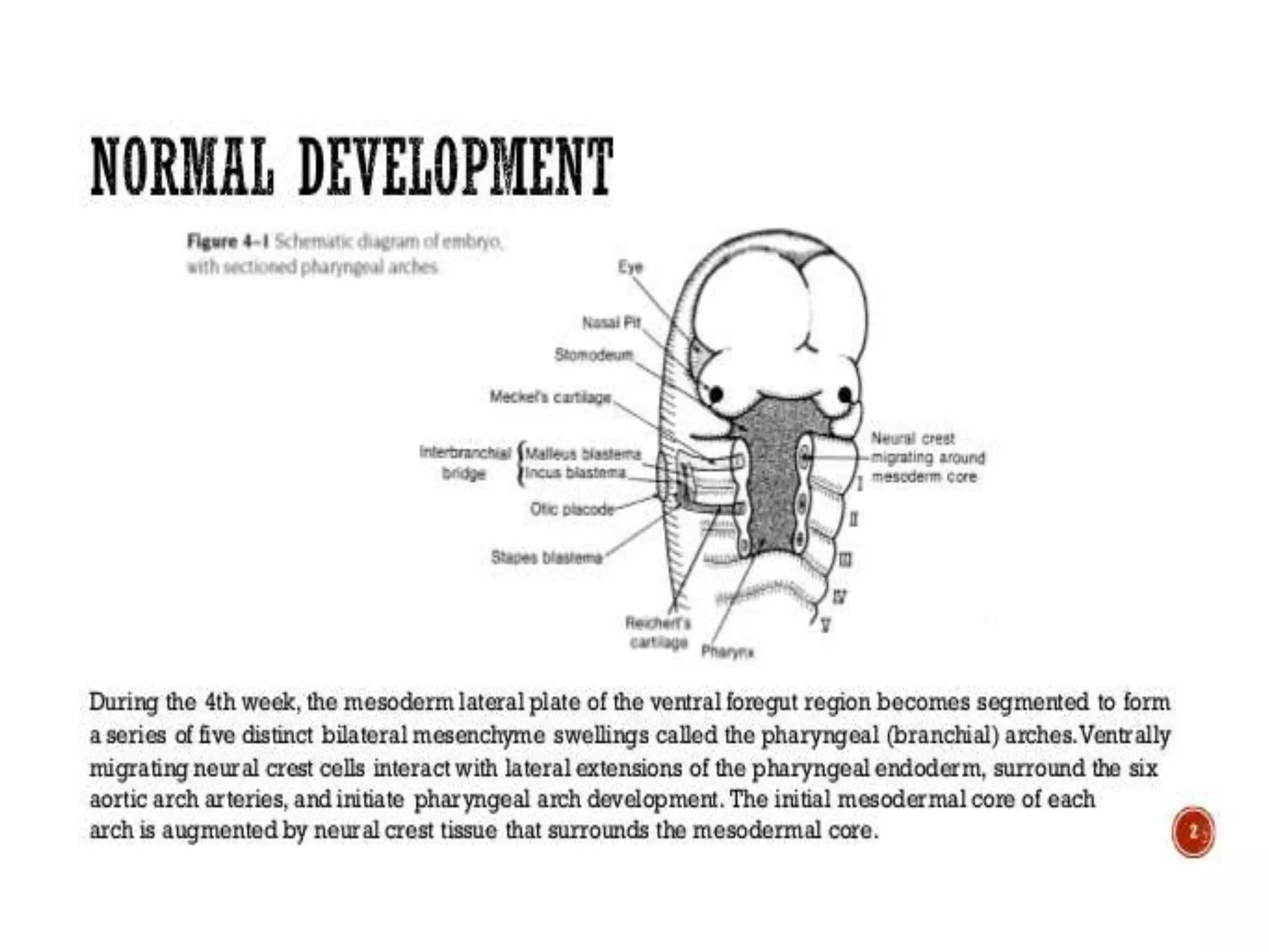Pharyngeal arches and pouches | PPTX