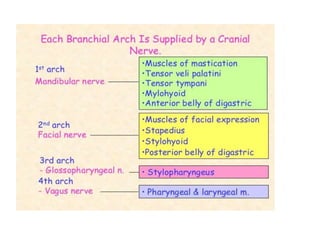 Pharyngeal arches and pouches | PPTX