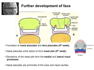 Pharyngeal arches and pouches | PPTX