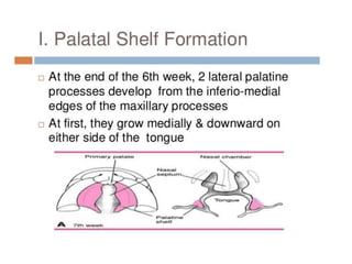 Pharyngeal arches and pouches | PPTX