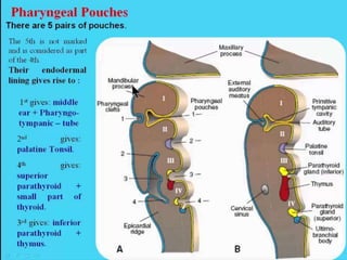Pharyngeal arches and pouches | PPTX