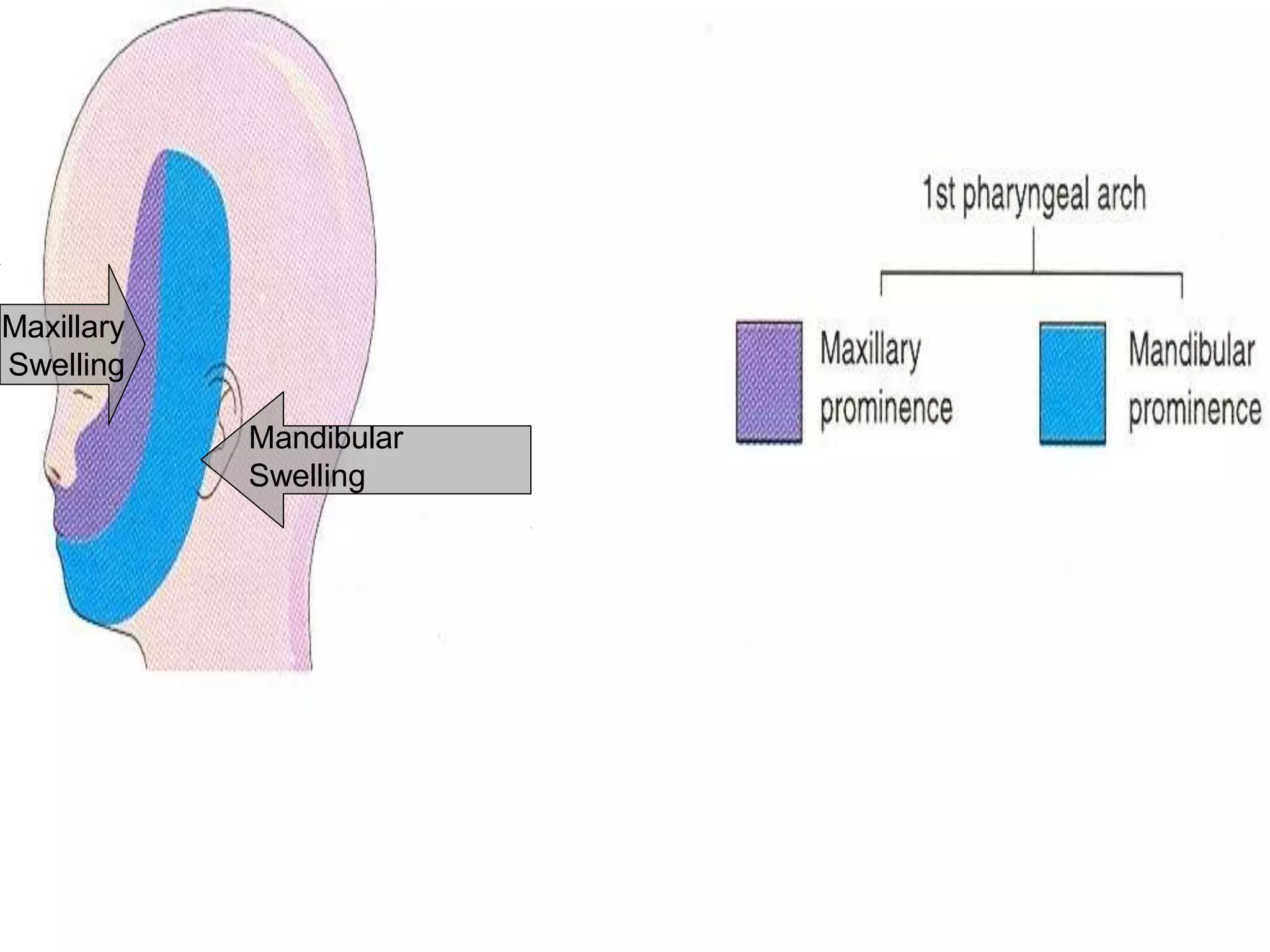 Development of Pharyngeal arches and pouches ppt | PPTX