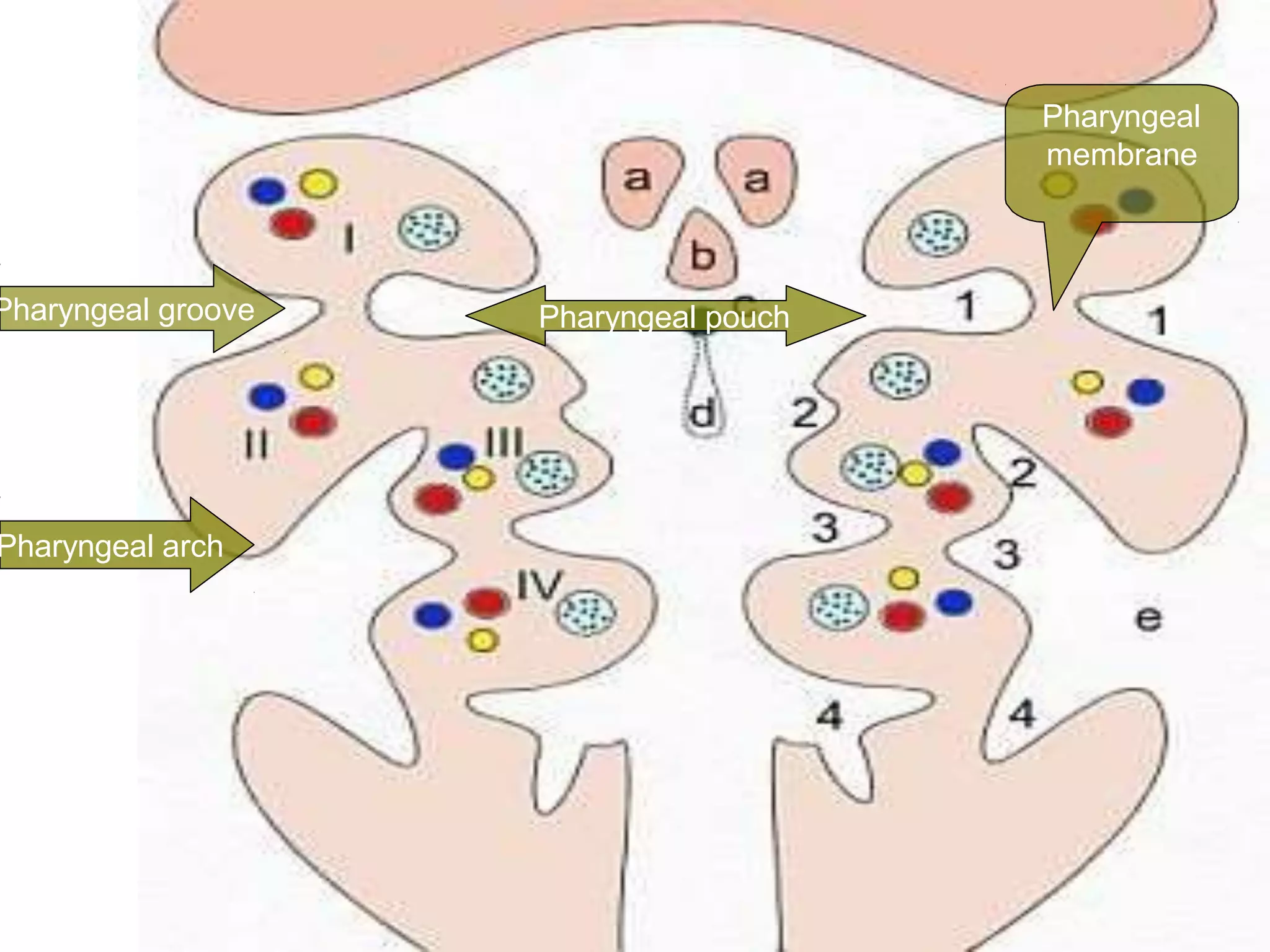 Development of Pharyngeal arches and pouches ppt | PPTX