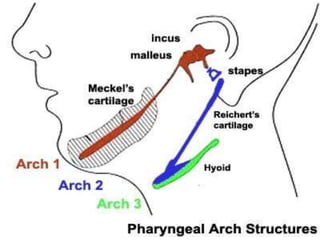 Development of Pharyngeal arches and pouches ppt | PPTX