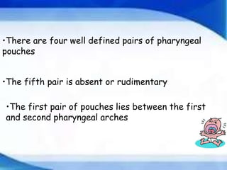Development of Pharyngeal arches and pouches ppt | PPTX