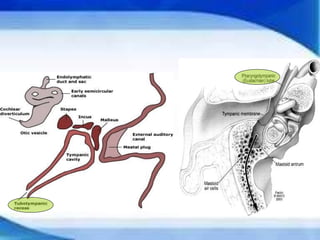 Development of Pharyngeal arches and pouches ppt | PPTX