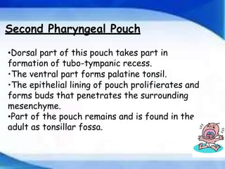 Development of Pharyngeal arches and pouches ppt | PPTX