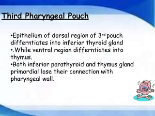 Development of Pharyngeal arches and pouches ppt | PPTX