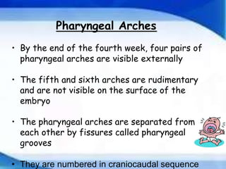 Development of Pharyngeal arches and pouches ppt | PPTX