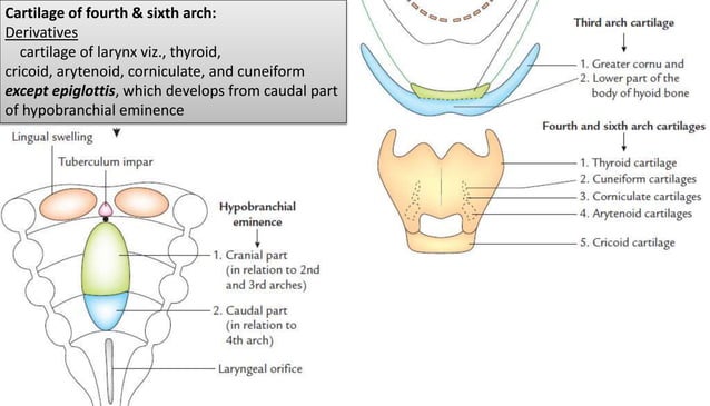 Pharyngeal arches & pouches | PPTX | Ear, Nose and Throat Conditions ...