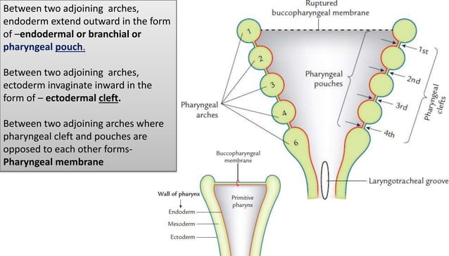 Pharyngeal arches & pouches | PPTX | Ear, Nose and Throat Conditions ...