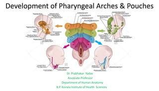 Development of Pharyngeal Arches & Pouches
Dr. Prabhakar Yadav
Associate Professor
Department of Human Anatomy
B.P. Koirala Institute of Health Sciences
 