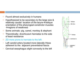  Found almost exclusively in humans
 Hypothesized to be secondary to the large size &
relatively caudal location of the larynxoblique
orientation of the pharyngeal constrictor muscles
regions of weakness
 Some animals- pig, camel, monkey & elephant
 Theoretically- diverticulum herniates to the side
of least resistance
 ZD more prone to herniate to the left:
 Left carotid artery located more laterallyless
adherent to the adjacent prevertebral fascia
 Cervical oesophagus slight convexity to the left
 
