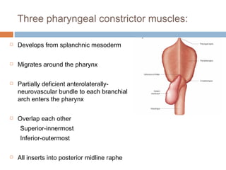 Three pharyngeal constrictor muscles:
 Develops from splanchnic mesoderm
 Migrates around the pharynx
 Partially deficient anterolaterally-
neurovascular bundle to each branchial
arch enters the pharynx
 Overlap each other
Superior-innermost
Inferior-outermost
 All inserts into posterior midline raphe
 